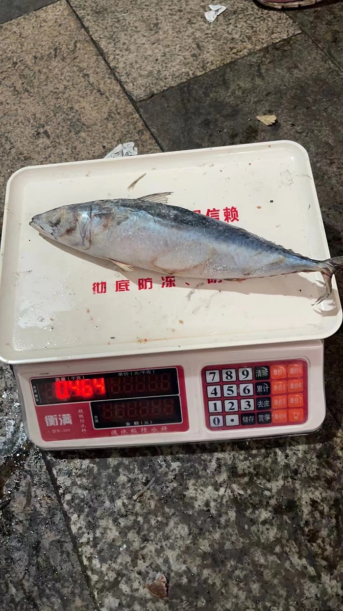 45106 - Pacific Mackerel WR China